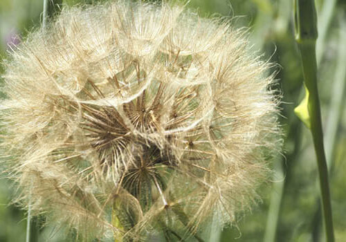 Salsify seed will be blown by the wind.